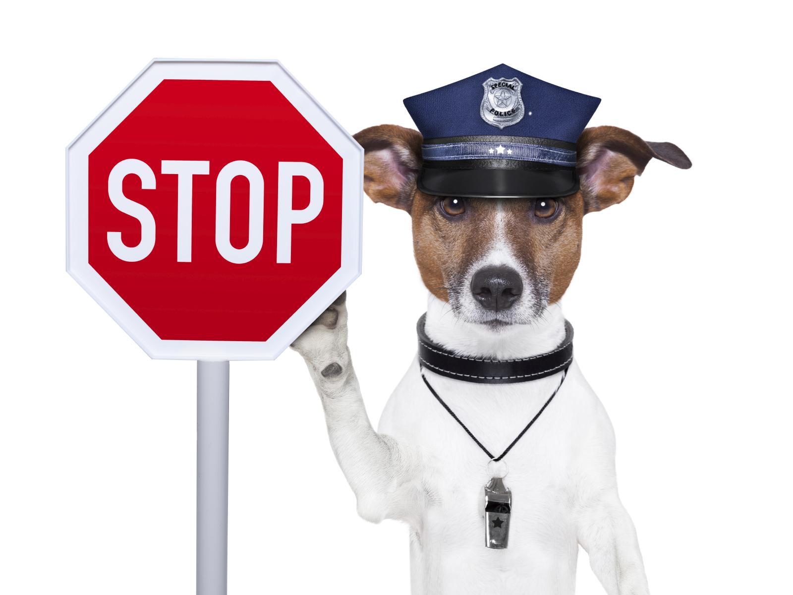 police dog iStock 000022531951Medium