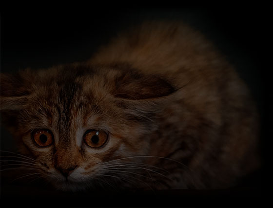 katze