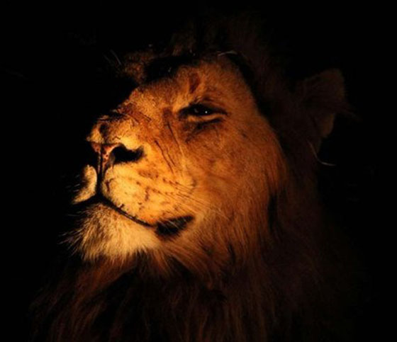 lion